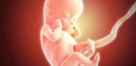 Foetus 12 weken